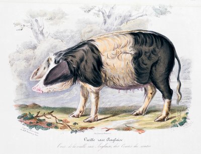 सुअर की पुरानी अंग्रेजी नस्ल, 1842 द्वारा अज्ञात