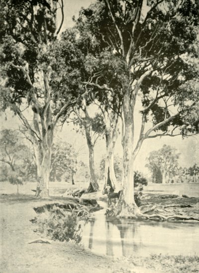 पुराने मसूड़े, माउंट। क्रॉफोर्ड, दक्षिण ऑस्ट्रेलिया, 1901। द्वारा अज्ञात