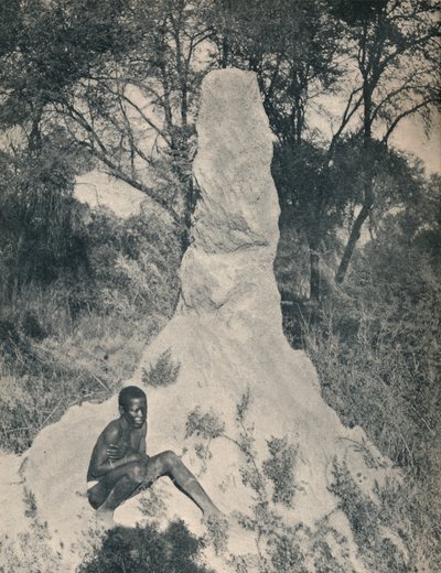 दक्षिण अफ्रीका के कुछ जिलों में विशाल एंट हीप्स अजीबोगरीब में से एक, c1900। द्वारा अज्ञात