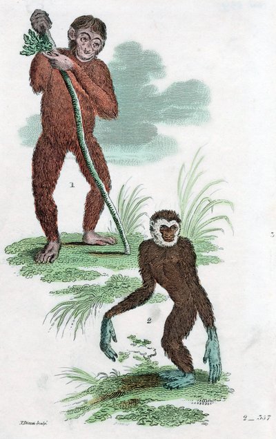 ओरंग यूटांग और गिबन, 1822 द्वारा अज्ञात