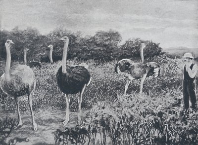 शुतुरमुर्ग, 1924 द्वारा अज्ञात