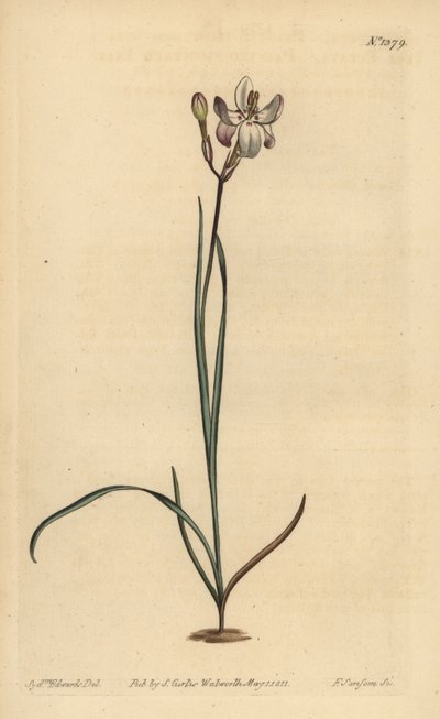 चित्रित फूल ixia, Ixia fucata द्वारा अज्ञात