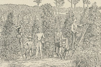पीपर प्लांटेशन, 1924 द्वारा अज्ञात