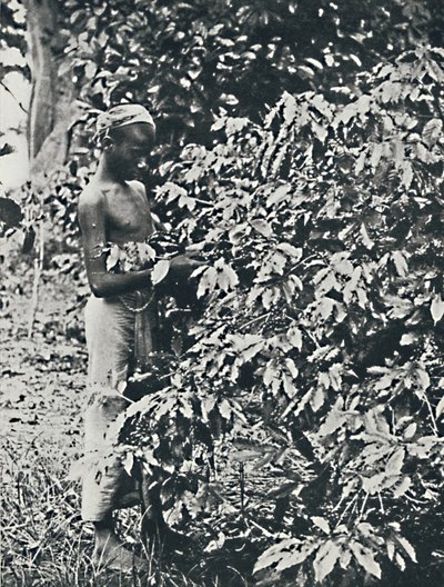 पिकिंग कॉफी, 1916 द्वारा अज्ञात