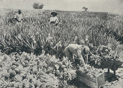 पाइन-एप्पल प्लांटेशन, 1916 द्वारा अज्ञात