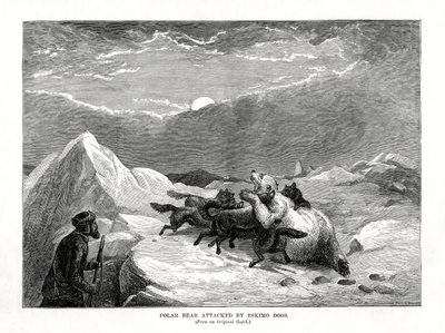 1877 में एस्किमो डॉग्स द्वारा हमला किया गया पोलर बेयर द्वारा अज्ञात