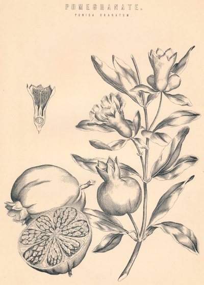 अनार, c19 वीं सदी द्वारा अज्ञात