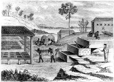 इंडिगो, सेंटो डोमिंगो, 1873 तैयार करना द्वारा अज्ञात