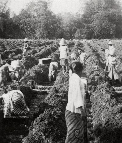 एक चीनी वृक्षारोपण, जावा, डच ईस्ट इंडीज, 1927 में सिंचाई चैनल तैयार करना द्वारा अज्ञात
