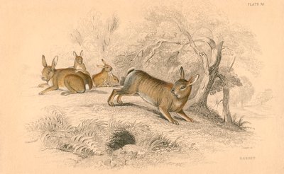 रैबिट ओरीक्टोलैगस क्यूनिकुलस, 1828 द्वारा अज्ञात