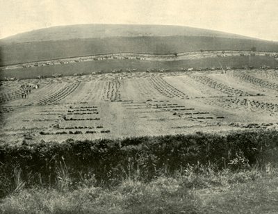 रोटर, 1901 के पास, रीपर एंड बाइंडर प्रतियोगिता, माउंट ब्लोहर। द्वारा अज्ञात
