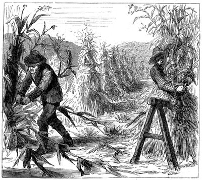 सूखा, लेक ड्री, कनाडा, 1880 में रीपिंग और सॉकिंग-अप कॉर्न द्वारा अज्ञात
