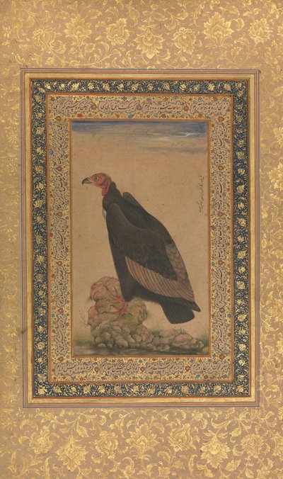 लाल सिर वाला गिद्ध, शाहजहाँ एल्बम से फोलियो, रेक्टो और वर्सो: 19वीं सदी की शुरुआत में। द्वारा अज्ञात