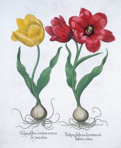 लाल और पीला ट्यूलिप, 1613 द्वारा अज्ञात