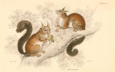 लाल गिलहरी Sciurus vulgaris, वृक्ष-जीवित कृंतक मूल यूरोप और एशिया के लिए, 1828 द्वारा अज्ञात