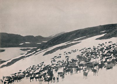 1914, पहाड़ों पर हिरन। द्वारा अज्ञात