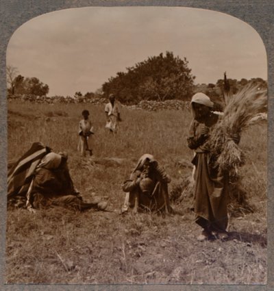 बोआज के खेतों में रूथ चमक रहा है, c1900 द्वारा अज्ञात