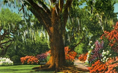 चार्लेस्टन, SC, 1942 के पास मैगनोलिया गार्डन में दृश्य। द्वारा अज्ञात