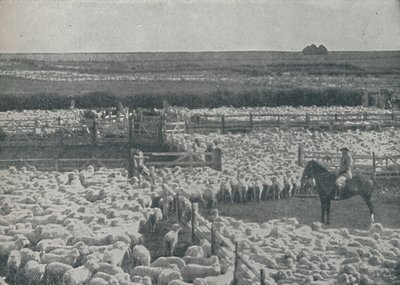 ऑस्ट्रेलिया में भेड़, 1910 द्वारा अज्ञात