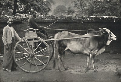 सिंहल ज़ेबरा वैगन, 1926 द्वारा अज्ञात