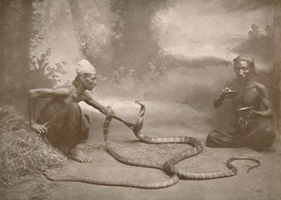 हमाद्रीड्स कोय कोबरा, 1900 के साथ स्नेक चार्जर्स। द्वारा अज्ञात