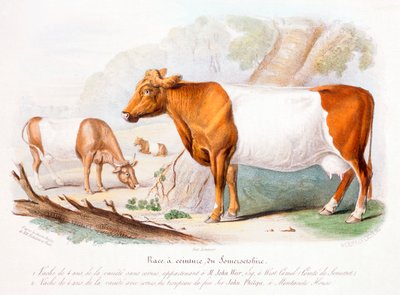 समरसेट गाय, 1842 द्वारा अज्ञात