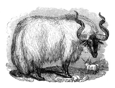 स्पेनिश भेड़, 1848 द्वारा अज्ञात