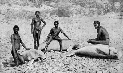 स्पीयर्ड मैनैटे, उत्तर-पश्चिम ऑस्ट्रेलिया, 1922 द्वारा अज्ञात
