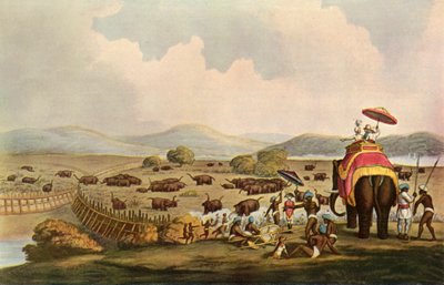 स्पोर्ट इन इंडिया - ए केडदाह में हाथी, c1808, 1901। द्वारा अज्ञात