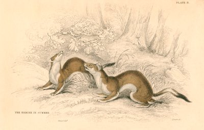 स्टोट मस्टेला erminea, वेसल परिवार के सदस्य, 1828 द्वारा अज्ञात