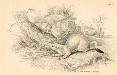 स्टोट मस्टेला erminea, वेसल परिवार के सदस्य, 1828 द्वारा अज्ञात