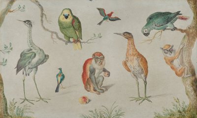 पक्षियों और बंदरों का अध्ययन, 16601670। द्वारा अज्ञात