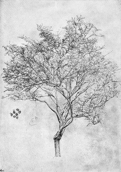 एक नींबू के पेड़ का अध्ययन, 1899 द्वारा अज्ञात