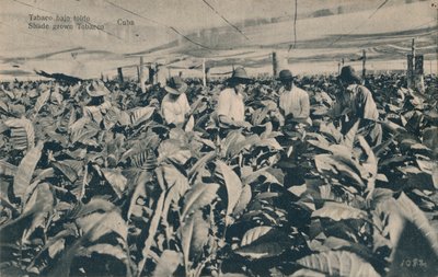 शामियाना के नीचे तंबाकू। शेड तम्बाकू उगाया - क्यूबा, c1900 द्वारा अज्ञात
