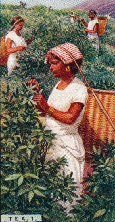 चाय, 1. - प्लकिंग द लीव्स, सीलोन, 1928 द्वारा अज्ञात