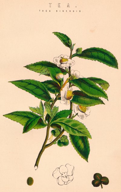 चाय, c19 वीं सदी द्वारा अज्ञात