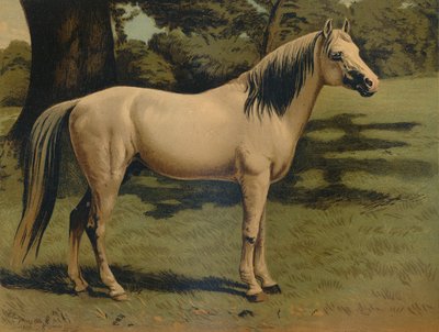 जनरल सर होप ग्रांट के अरब पोनी चार्जर, c1879। द्वारा अज्ञात