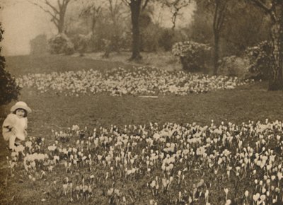 स्प्रिंग का क्रोकस कालीन, c1935। द्वारा अज्ञात