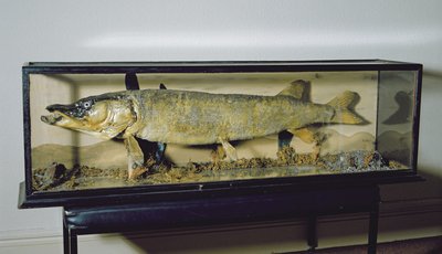 डाउडेसवेल पाइक, लंबाई 135cms द्वारा अज्ञात