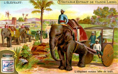 हाथी जानवर के रूप में, c1900 द्वारा अज्ञात