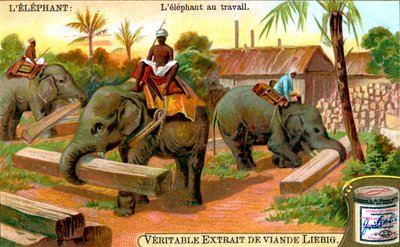 द एलीफेंट एट द वर्क, c1900 द्वारा अज्ञात