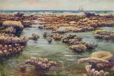 द ग्रेट बैरियर रीफ, 1923। द्वारा अज्ञात