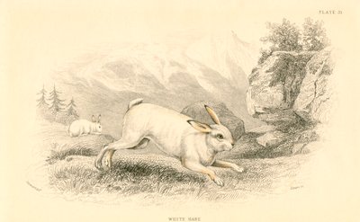 हरे लेपस यूरोपोपस, 1828 द्वारा अज्ञात