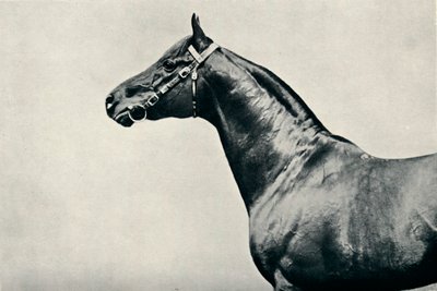 पूरी तरह से नस्ल के सिर, रेडियम, c1910 द्वारा अज्ञात