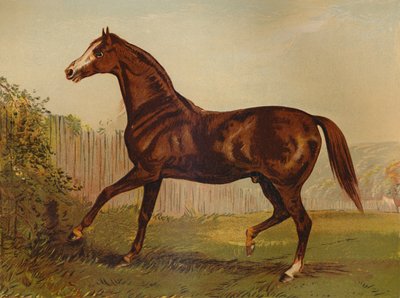 डर्बी एंड सेंट लीगर 1864, c1879 के विजेता, थोरबर्ड साइर ब्लेयर एथोल। द्वारा अज्ञात