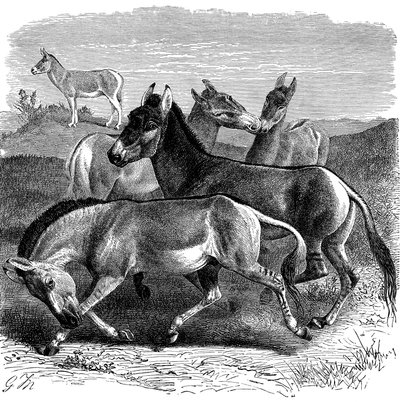 तिब्बती जंगली गधा या कियान, 1893 द्वारा अज्ञात