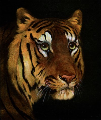 बाघ अध्ययन, 1908-1909 द्वारा अज्ञात