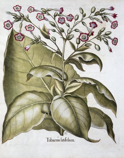 तम्बाकू का पौधा, 1613 द्वारा अज्ञात