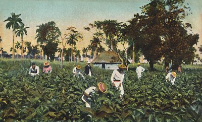 तम्बाकू रोपण, क्यूबा, c1920s। द्वारा अज्ञात