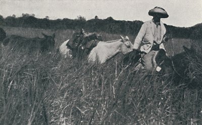 पम्पास, 1916 पर यात्रा करें द्वारा अज्ञात